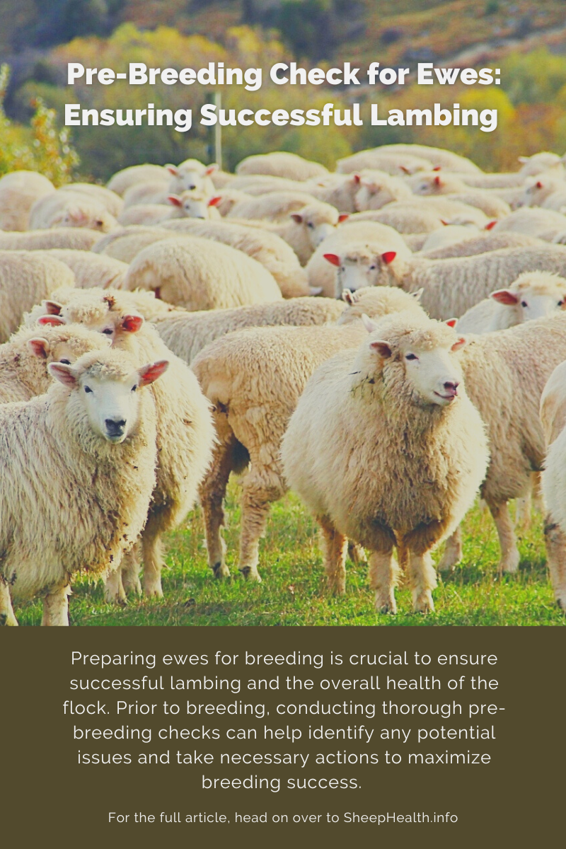 Pre-Breeding Checks for Ewes: Ensuring Successful Lambing