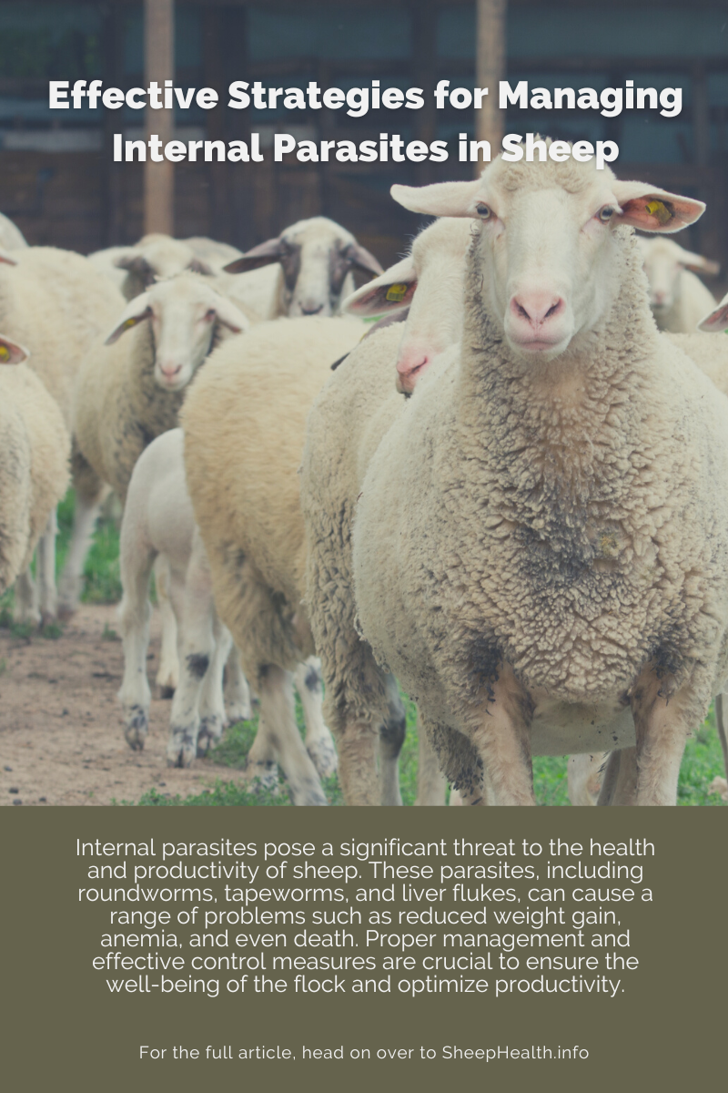 Effective Strategies for Managing Internal Parasites in Sheep