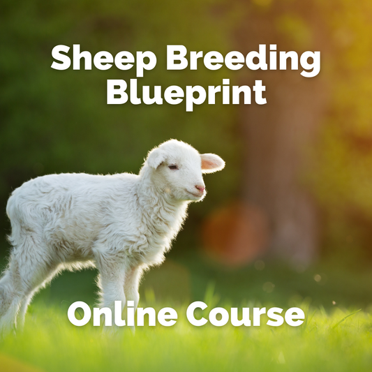 Sheep Breeding Blueprint: Mastering the Art of Successful Reproduction