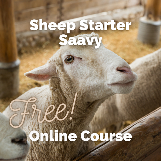 Sheep Starter Savvy: A Beginner's Guide to Successful Sheep Raising