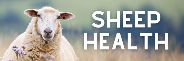SheepHealth.info